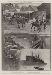 Ein Remount-Markt für Buren und Briten in New Orleans